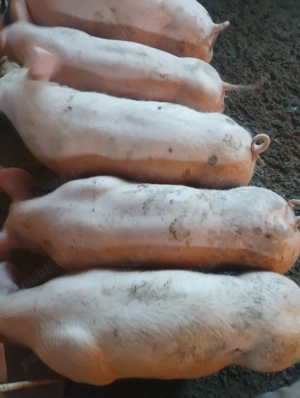 purcei varsta 3 lunipreț de la 500-600 lei