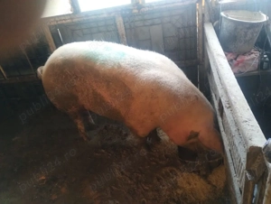 greutate 250kg - imagine 2