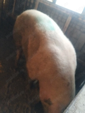 greutate 250kg - imagine 3