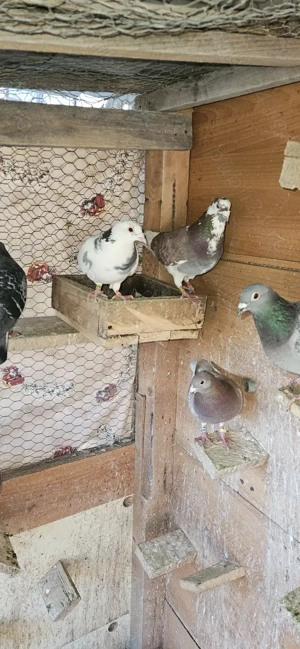 Vand porumbei voiajori fond si maraton. - imagine 2