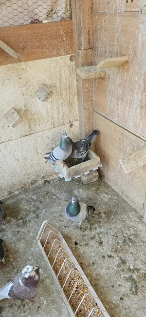 Vand porumbei voiajori fond si maraton. - imagine 3