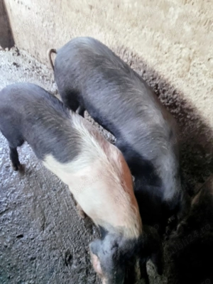 Scrofițe Bazna de vânzare!