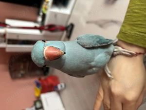 Vând papagal micul Alexandru  - imagine 2