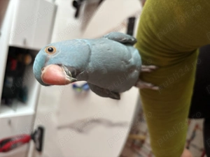 Vând papagal micul Alexandru 