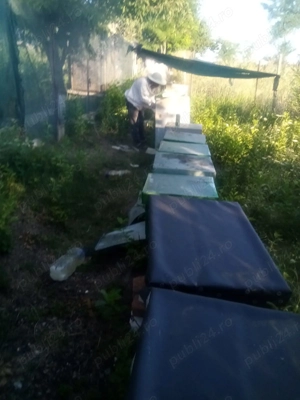 Vând 10 familii albine