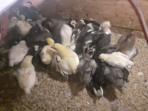 Vand pui gaina pitica si chaboo sau metisi italiana cu australorp sau pinta pinta - imagine 4