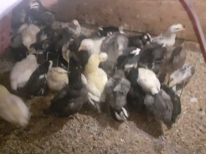 Vand pui gaina pitica si chaboo sau metisi italiana cu australorp sau pinta pinta - imagine 3