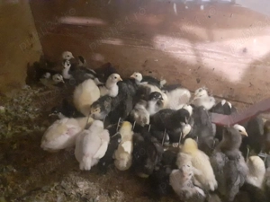 Vand pui gaina pitica si chaboo sau metisi italiana cu australorp sau pinta pinta - imagine 2