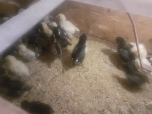 Vand pui gaina pitica si chaboo sau metisi italiana cu australorp sau pinta pinta - imagine 5