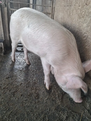 de vânzare 1 mascul 85 kg rasă marele alb ofer transport la nevoie 