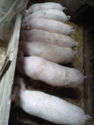 Purcei de vanzare... - imagine 4