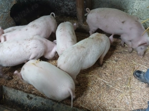 Purcei de vanzare...