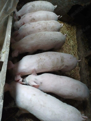 Purcei de vanzare... - imagine 3