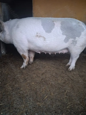 de vânzare 3 scroafe 200kg ..280kg ..300 kg ofer transport la nevoie 