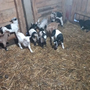 iezi de vanzare - imagine 2