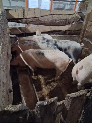 porci de vanzare - imagine 2