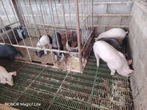 purcei Hibrizi - imagine 2