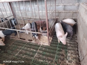 purcei Hibrizi - imagine 3