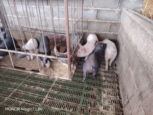 purcei Hibrizi - imagine 4