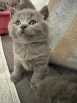 Puisor British Shorthair blue