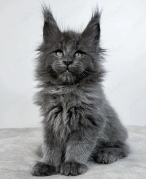 Maine Coon blue  - imagine 2