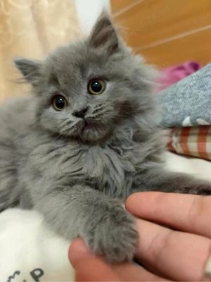 Maine Coon blue  - imagine 3