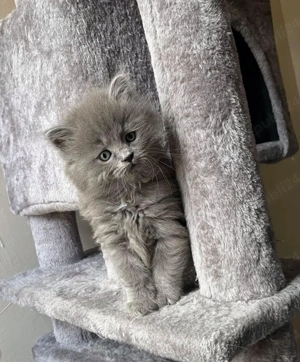 Maine Coon blue  - imagine 3