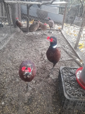 Fazani comuni*Masculi - imagine 2