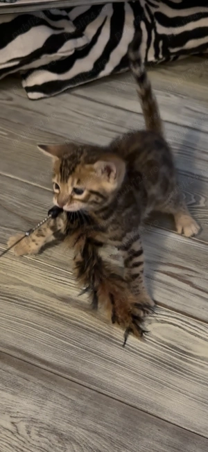 Vând pisică Bengal brown , ochii verzi , mascul 