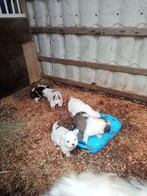 cinci pufoși la o luna nu sunt vaccinați pret 250lei bucata  - imagine 4