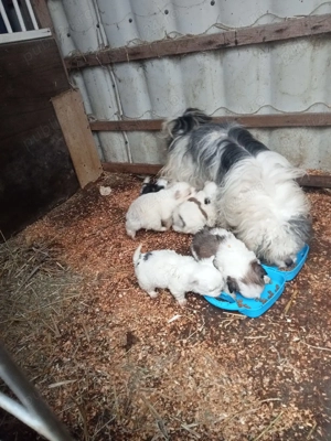 cinci pufoși la o luna nu sunt vaccinați pret 250lei bucata  - imagine 2