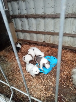 cinci pufoși la o luna nu sunt vaccinați pret 250lei bucata  - imagine 5