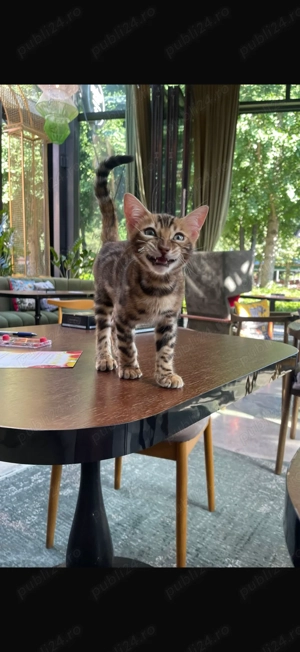 Vând Pisică Bengal 