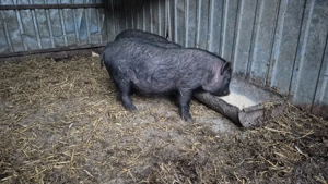 Vand   Schimb grasuni vietnamezi 