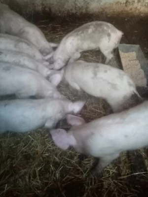 Vind purcei rasa pietrain