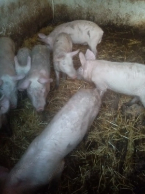 Vind purcei rasa pietrain - imagine 3