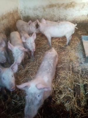 Vind purcei rasa pietrain - imagine 5