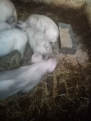 Vind purcei rasa pietrain - imagine 2