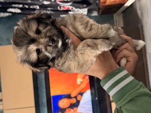 Bichon Maltese cu shitzu 