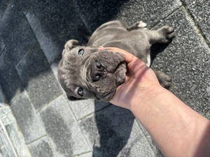 Vând mascul cane corso  - imagine 2