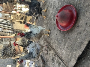 Vând Cocoși 150 lei - imagine 5