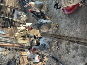 Vând Cocoși 150 lei - imagine 4