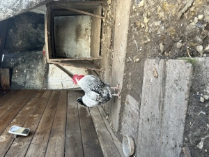 Vând Cocoși 150 lei - imagine 2