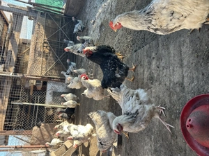 Vând Cocoși 150 lei - imagine 3