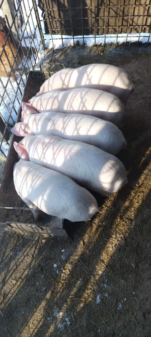 purcei de vanzare Landrace  - imagine 3