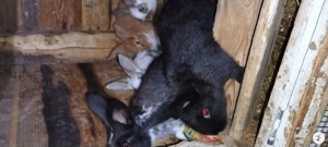 Vând sau schimb cu pui sau gâște  - imagine 2