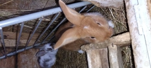 Vând sau schimb cu pui sau gâște  - imagine 4