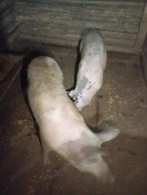 Porci de vânzare  - imagine 2