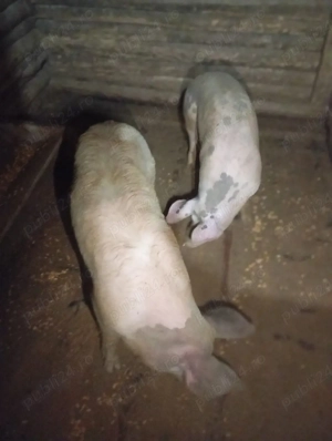 Porci de vânzare  - imagine 4