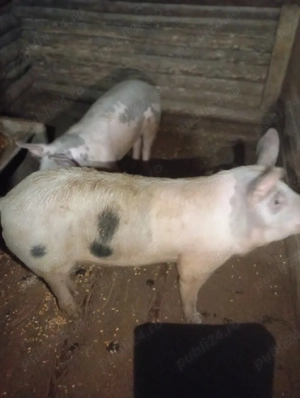 Porci de vânzare  - imagine 3